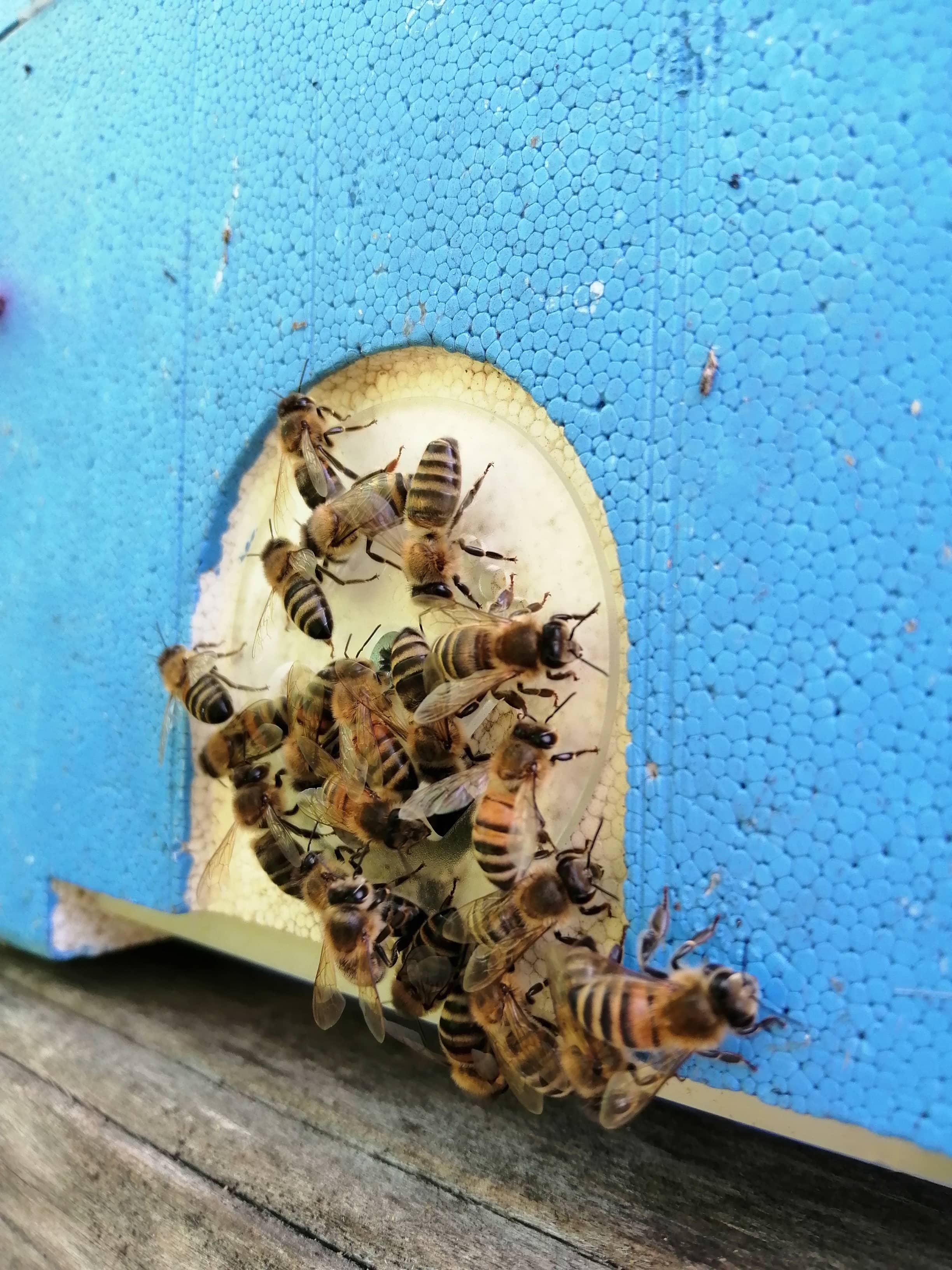 bites_aviliukas bitutės ant avilio lakos